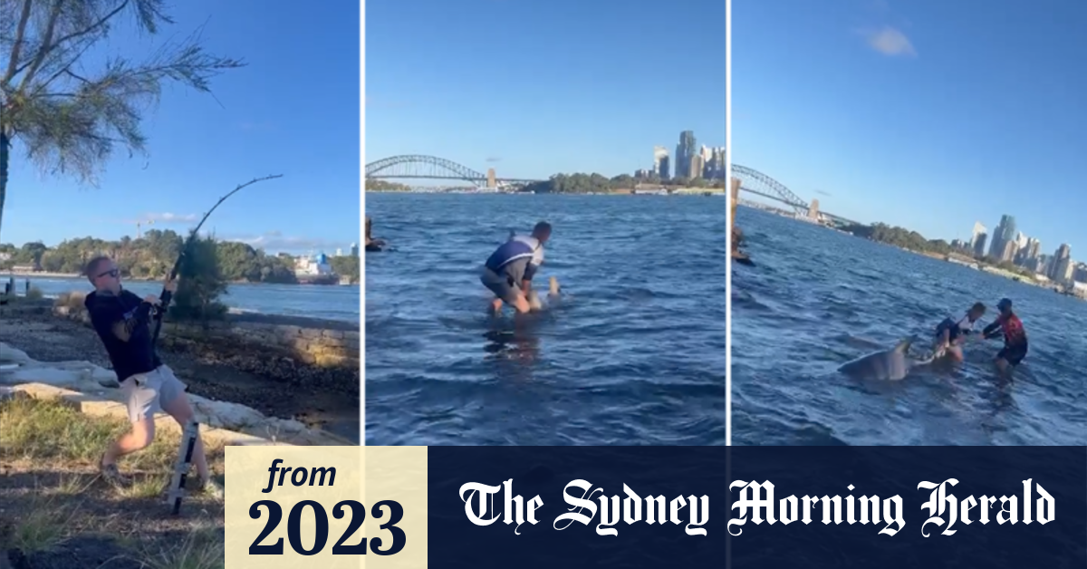 Video: Fisherman catches monster bull shark in Sydney Harbour